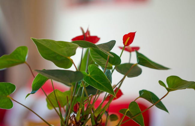 Charming Apartment in Altea With Swimming Pool - Foto 34