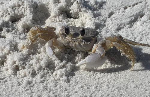 Sea Salt Vacation Home, Private Pool - Walk to Beach - Foto 53