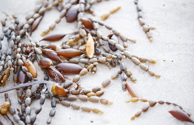 Adventure Bay Retreat - Foto 33