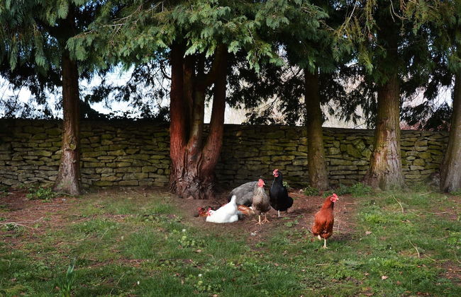 Dove House Cottage 1 - Foto 28