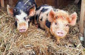 Yetland Farm Holiday Cottages - Foto 27