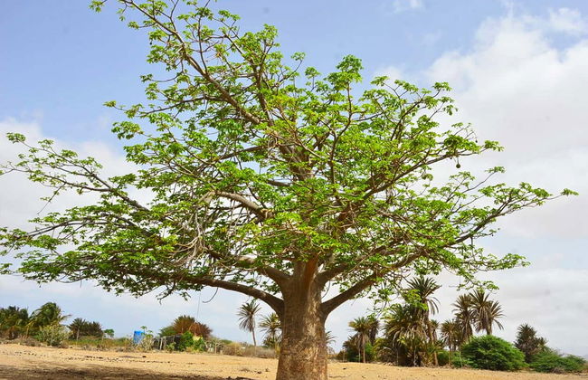 North East Boa Vista + Ervatão Beach Tour - Foto 7