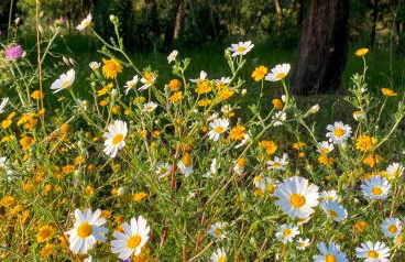 Quinta Vale da Paz - Foto 36