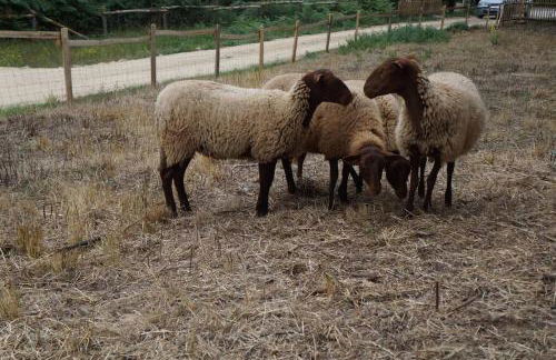 La Cabane du Petit Moulin - Foto 10