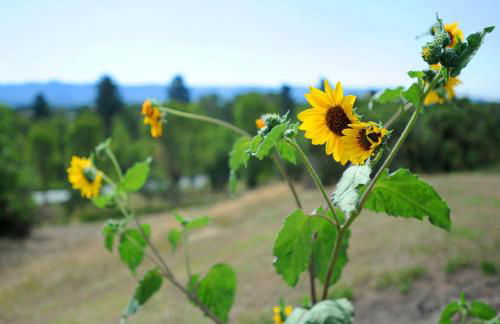 Pine River Model Cabin 1 BR Bayfield - Foto 46