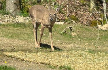 Serene Cabin between Fayetteville& Summerville WV - Foto 64