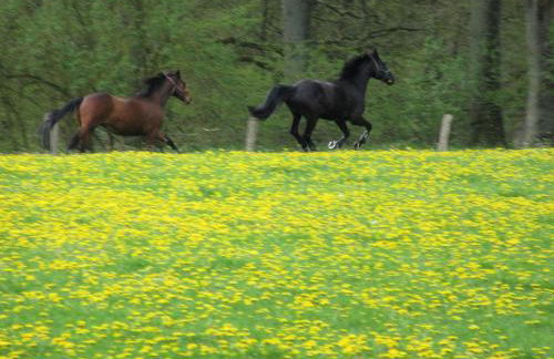 Blockhütte 35 km nördlich von Hamburg - Foto 37