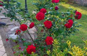 Villa Vittorio - Photo 39