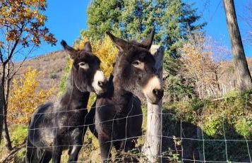 Antiche atmosfere... - Foto 42