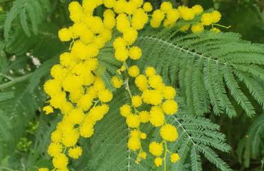 Les mimosas du Lac Vue panoramique sur le lac - Foto 31