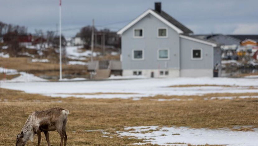 Explore os Fiordes do Norte de Kvaløya - Tour de Meio Dia - Foto 3