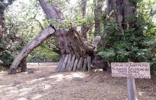 Villa Bonaccorso Casale-splendida Villa Immersa Nella Natura ai Piedi Dell Etna - Foto 28