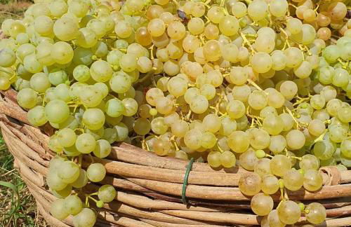 Agriturismo l'Eremo - Foto 46