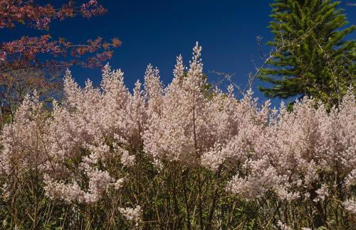 Chalé Flores e Amores - Photo 45