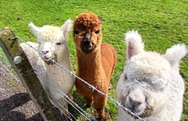 Bramble Cottage - Foto 33