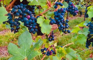 Aurum Apartment - Foto 22