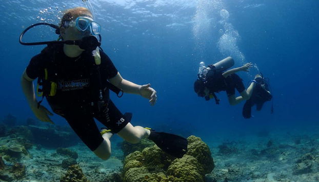 Koh Tao Diving - Photo 2