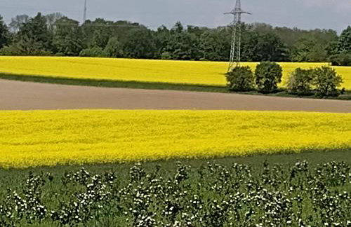 Olifant in Osterode - Foto 76