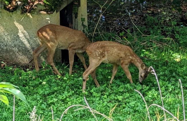 BONFARTO LOCATIONS - Foto 60