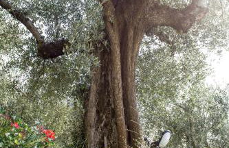 Agriturismo Podere Valdo - Foto 51