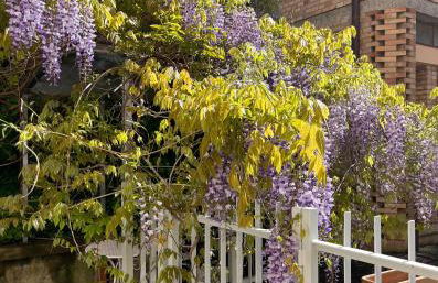 Il Glicine - Monolocale a due passi dal centro - Foto 17