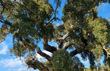 Gecko Pego Longo - Foto 62