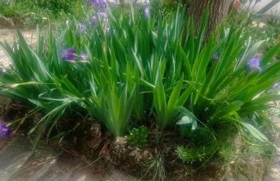 Finca Rústica La Pájara - Foto 16