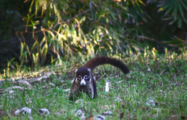 Corcovado Pura Vida - Foto 6