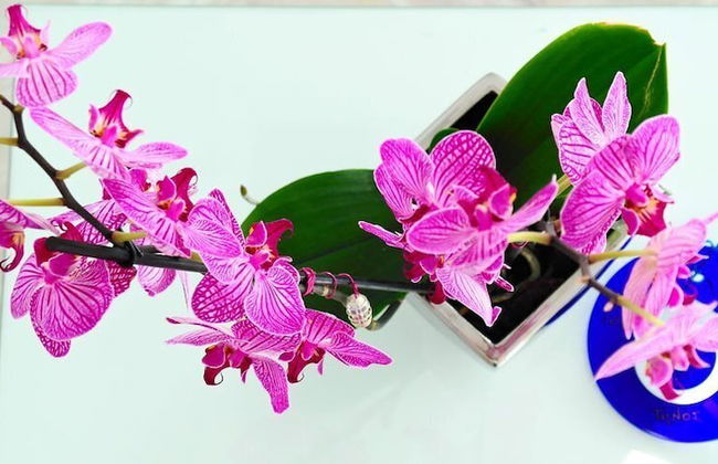 Petasos Beach Resort & Spa, Small Luxury Hotels of the World - Photo 27