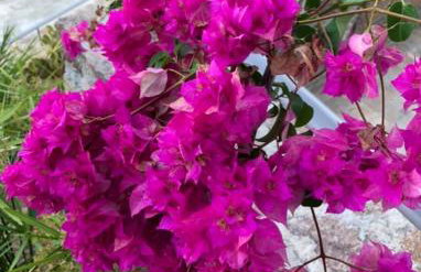 VERANDA BLUE - POROS - Foto 43