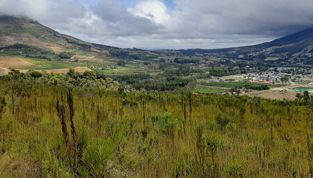 Senderismo por Banhoek Conservancy