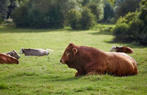 Grey's Court Cottages - Foto 45