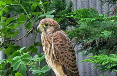 Hey Spreewald Ferienapartments - Foto 24