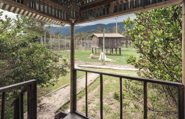 Sleep Whiskers Away From the Lions and " Feel " Them Roar! Cabin 2 - Foto 9