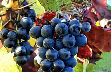 Ferienwohnung "Am Blauwasser" mit Infrarotkabine - Foto 24