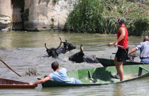 Mas Viala - Photo 22