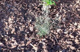 Casinha do Cedro - Foto 65