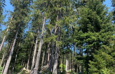 Schwarzwald-Idylle in Schonach - Foto 40