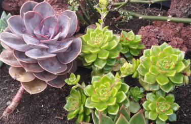 Sunrise - Casa Sao Joao - 4 Star Tourist Apartments - Photo 41