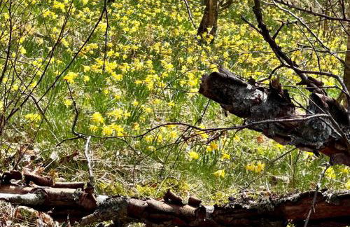 FerienLoft Eifeel Good - Natururlaub in Monschau - Foto 24