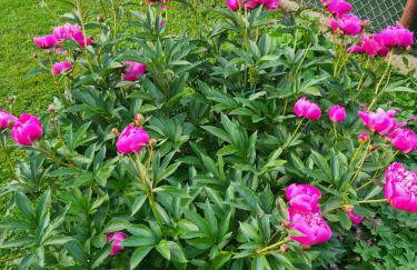 Happy Sparrow - Foto 60