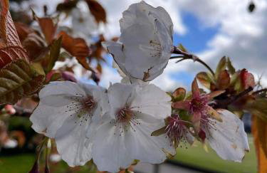 JS Holidays The Westmorland Lagganhouse - Foto 50