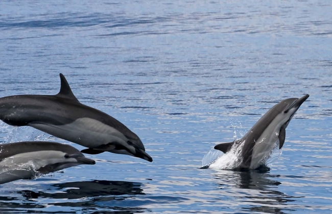 Observation de dauphins et de baleines à Tarifa - Photo 1