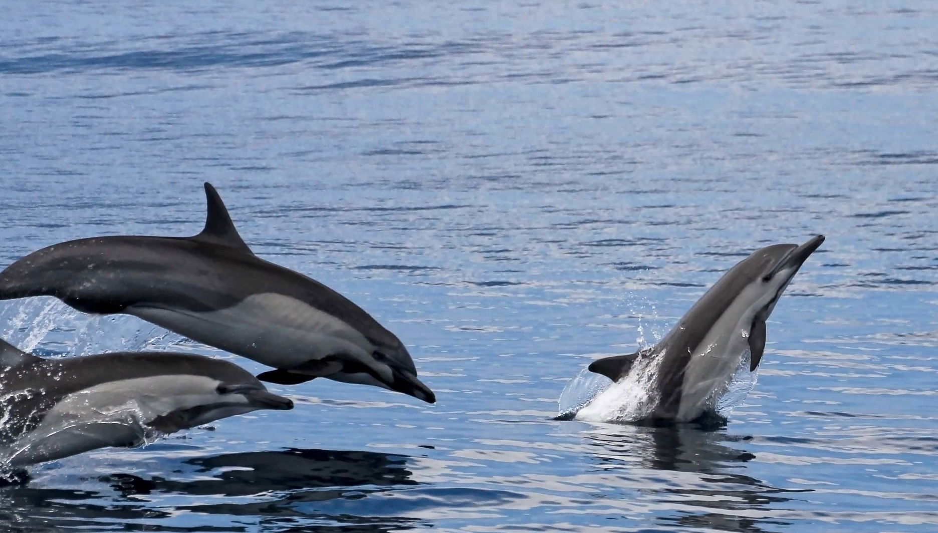 Observation de dauphins et de baleines à Tarifa - Photo 1