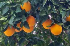 Lemonokipos, holiday house with private pool - Foto 47