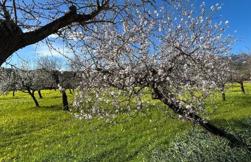 Finca Porto Cristo - Es Bosquet - Foto 53