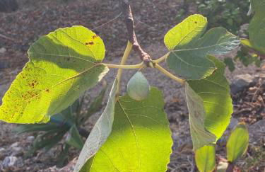 Três Figos - Foto 79