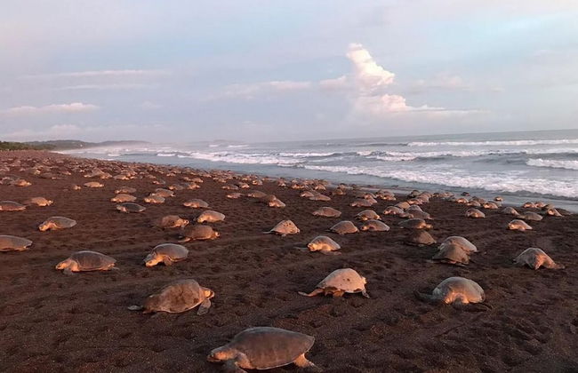 2-BD Ocean-View Condo on 3rd Floor - Foto 51