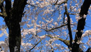 Paradiso sul lago - Foto 2