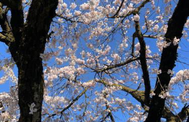 Paradiso sul lago - Foto 2